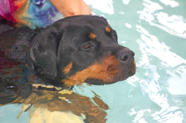 Ronan the Rottweiler