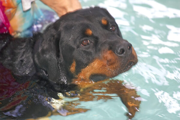 Ronan Enjoying His Swim