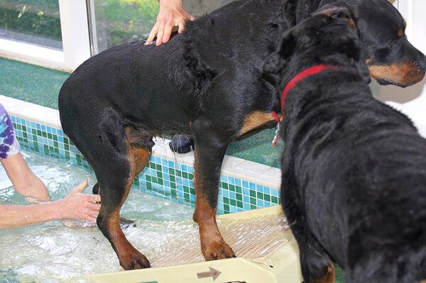 Ronan Going Up the Ramp -- To Be Licked by Missy