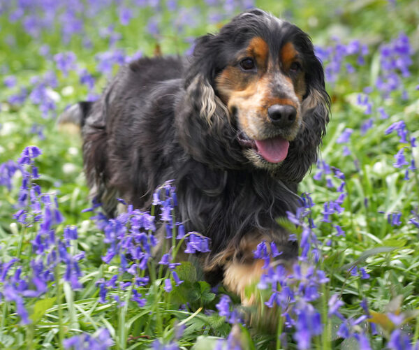 Wally and blubells