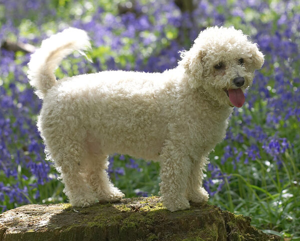 Arnie posing