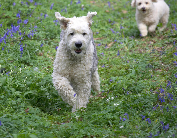 Lucy & Arnie enjoying the woodland
