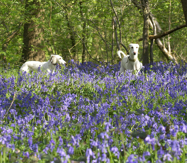 Tia & Faroh dwarfed by the bluebells
