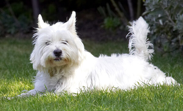 Fed up with playing; I'll just lie here awhile..........