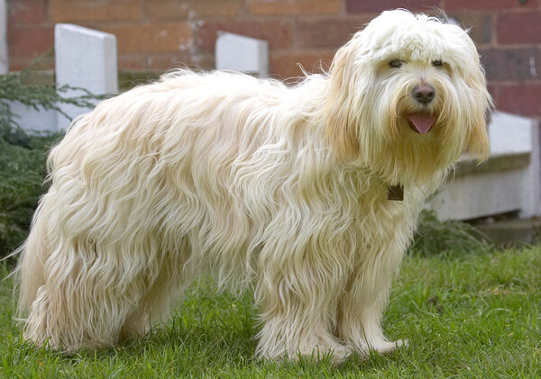 Quick, take the shot - I won't stay this white and fluffy for long
