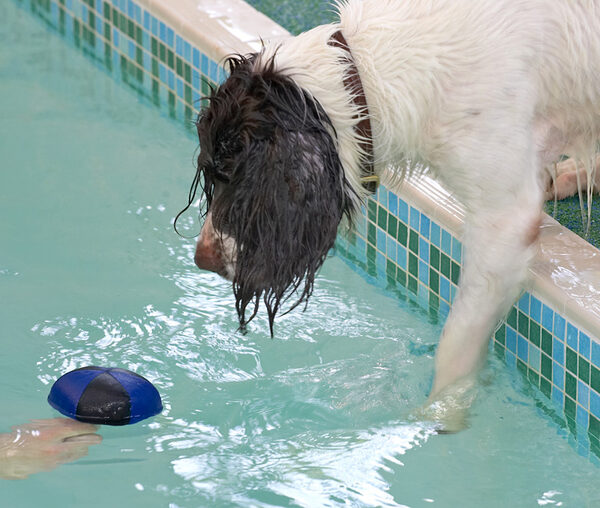 Chester and the Ball