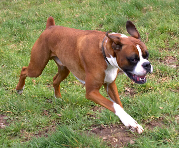 Here Comes Dave the Dog
