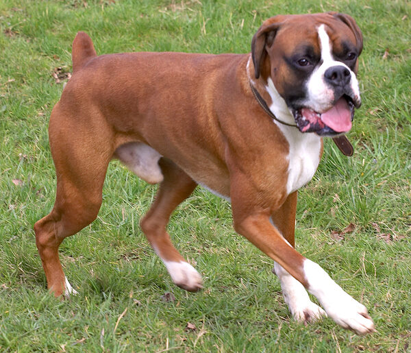 Dave the Dog