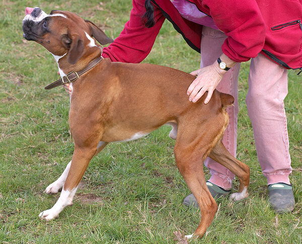 Marjorie Giving Dave the Dog a Quick Massage