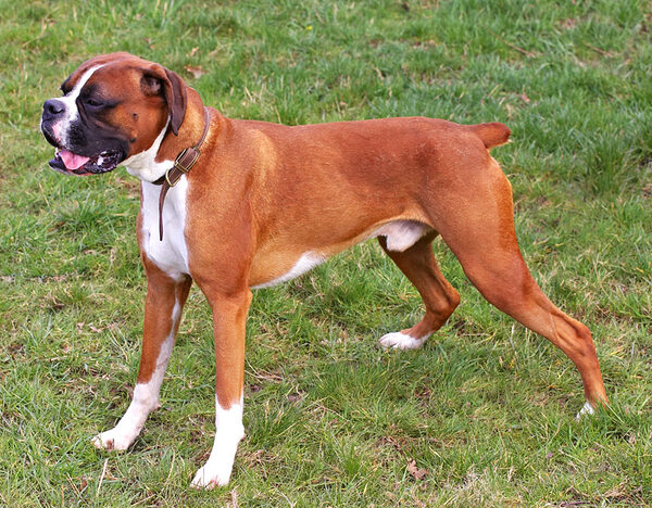 Dave the Dog