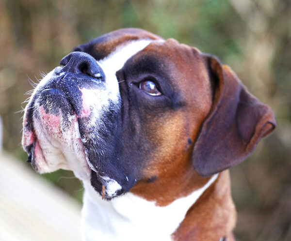 Dave the Dog