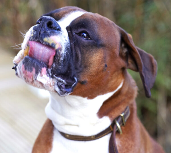 Dave the Dog