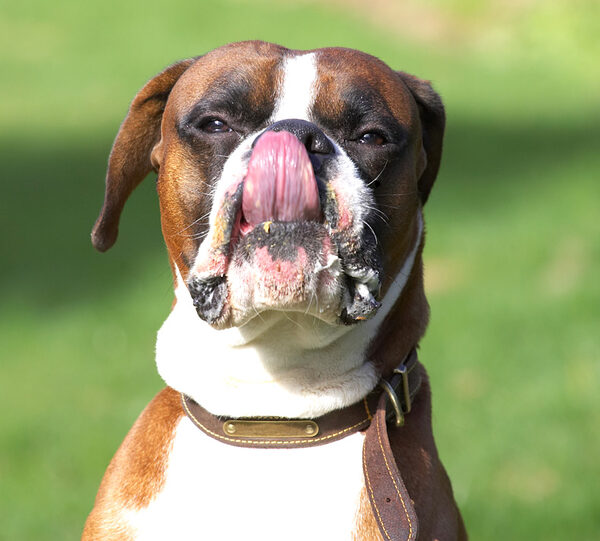 Dave Licking His Chops