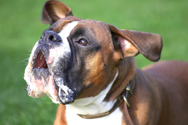 Dave With Fly-Away Ears