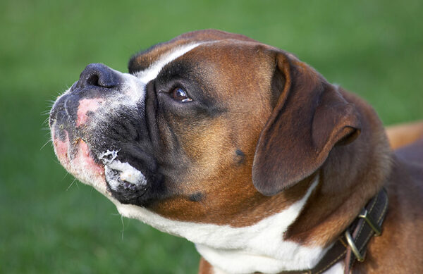 Dave the Dog