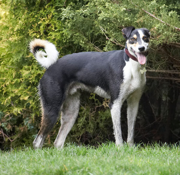 Dog photo