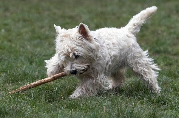 Gotta get this stick ..........