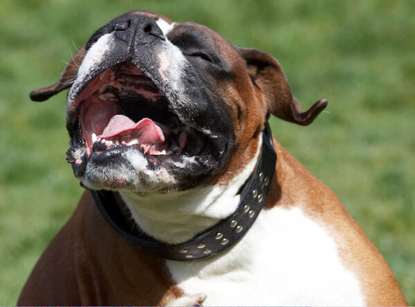 ........... doggie heaven