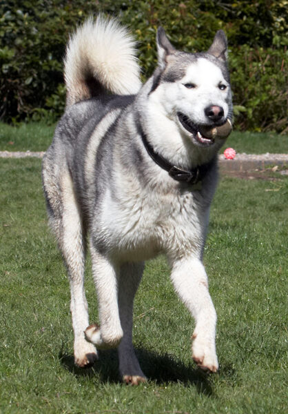 You ready to throw it again?!