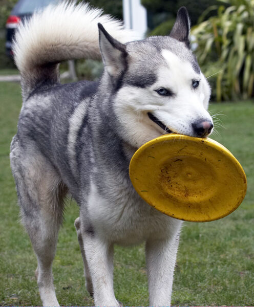 Now, how do I throw this?