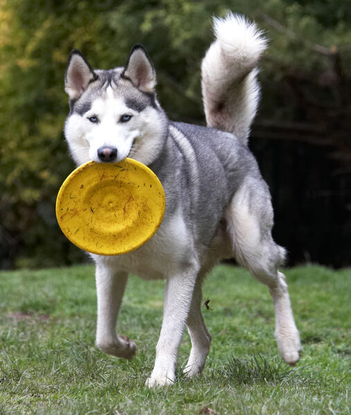 Have you seen this flying saucer?