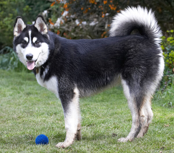 Who's gonna throw for me?