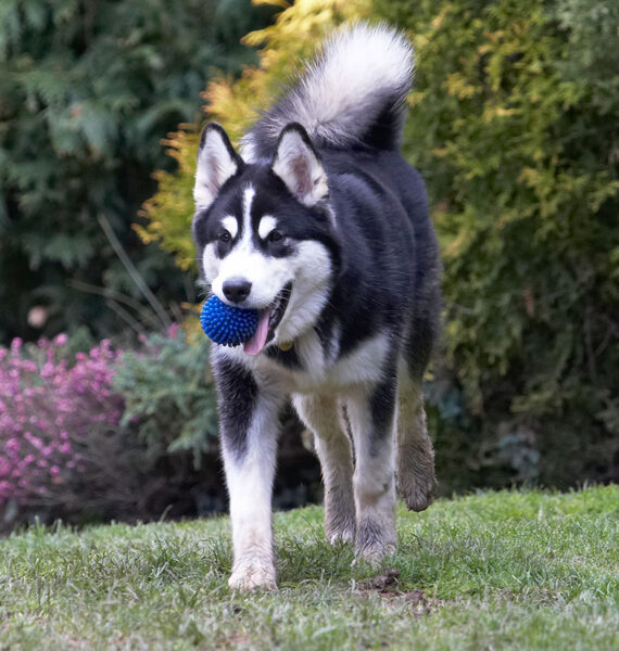 Dog photo