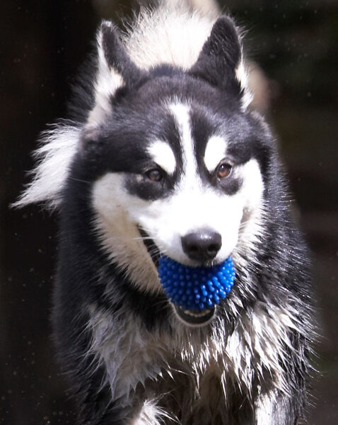 Dog photo