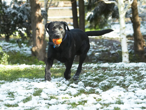 A bit of snow's not gonna stop me either