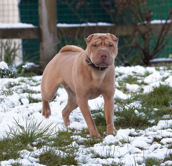 A bit of snow doesn't bother me