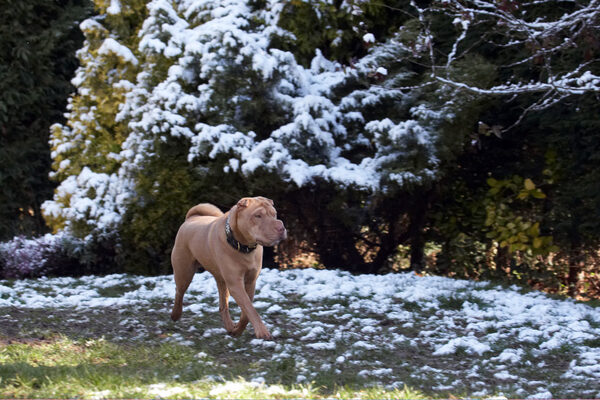 I'm on snow patrol