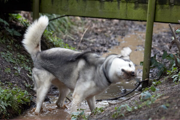 I'll give everyone a mud bath ..............