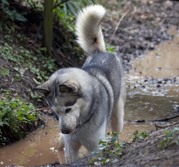 .......... sorry, gotta find my ball