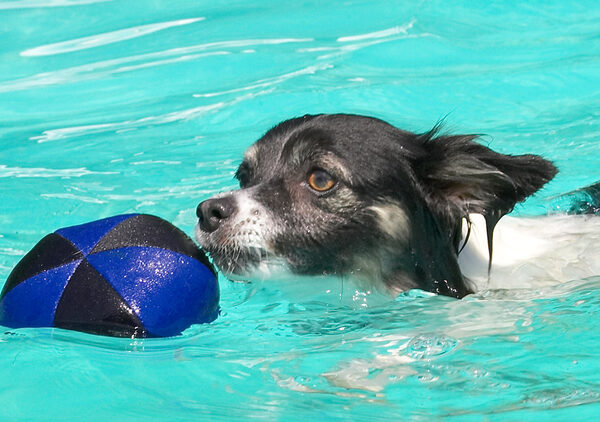 Now can I swim and get the ball at the same time?