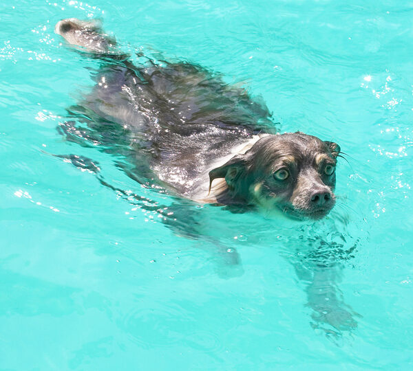 This swimming really takes concentration