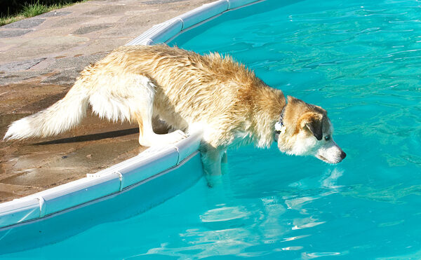 I've just got to learn how to dive in