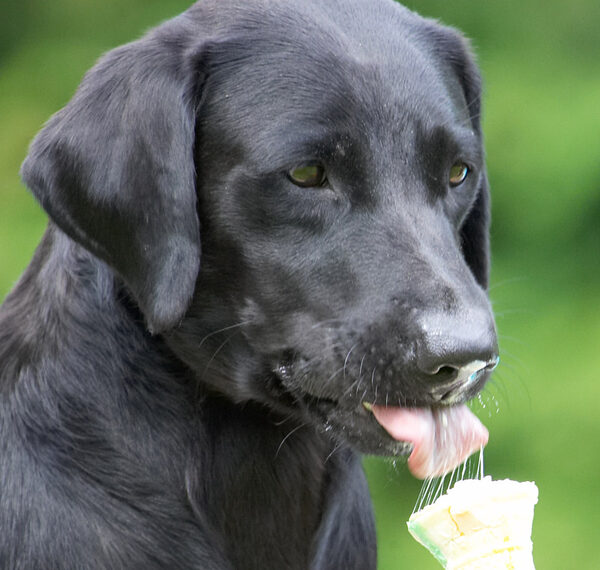 But I can do dainty lickin' as well