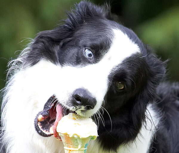 Blow the lickin', I'm going for the full bite