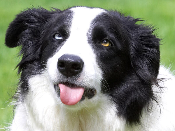 What, you never seen a cross-eyed dog before?