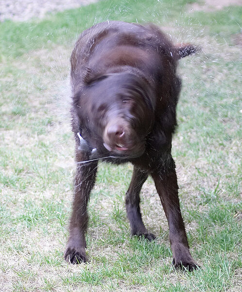 My spin drier impression