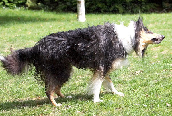 Doggie spin drier