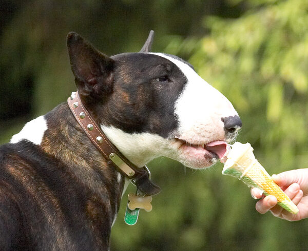 See, us bull terriers can eat daintily