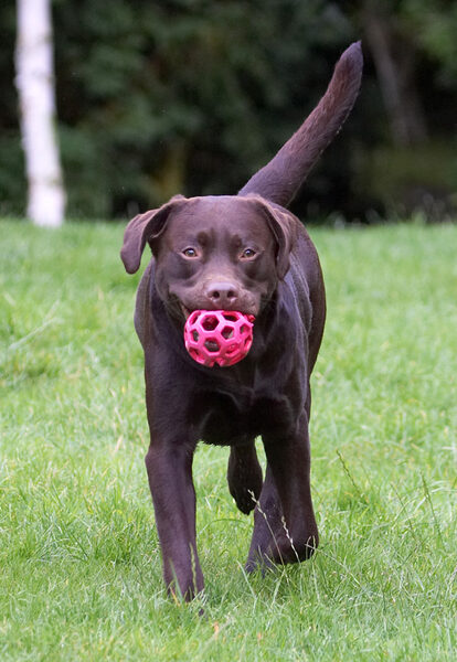 Tee hee, Wilson I got the ball