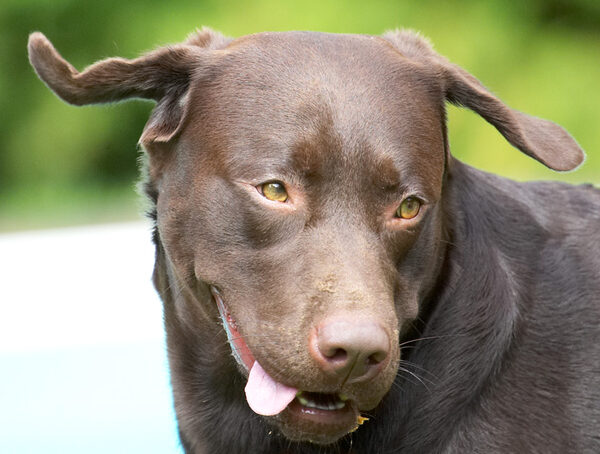 Look, exercising my ears and tongue at the same time