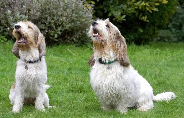 C'mon then, give us the cookie