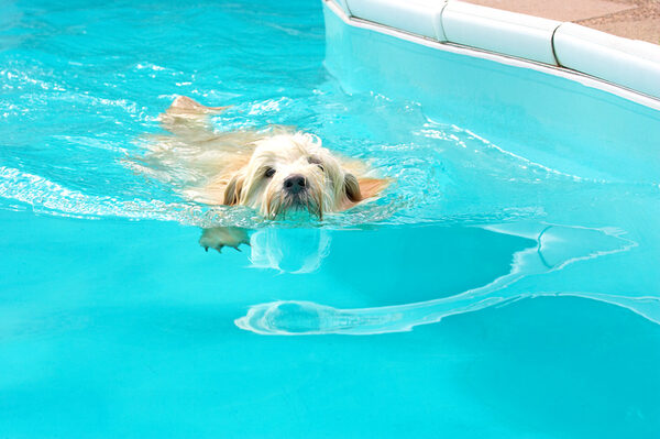 You should see how fast I cover this HUGE pool