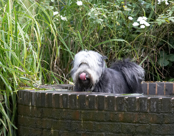 Hey, who needs clean drinking water!