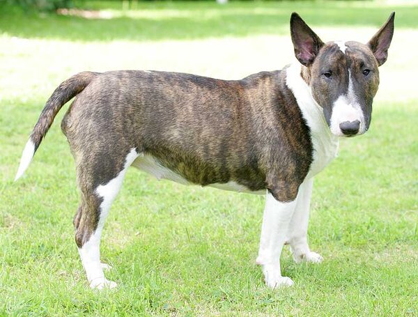 Gucci -- The Minature Bull Terrier
