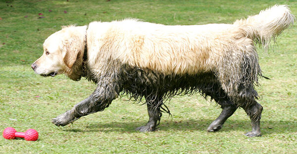 Holly -- A Two-Tone Dog