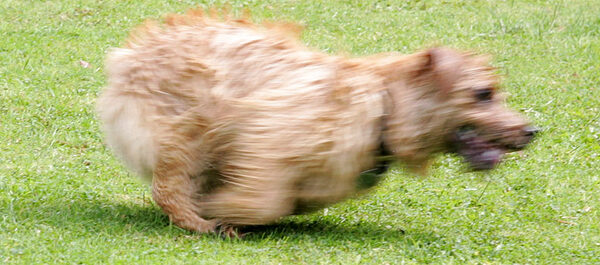 Teddy in Motion